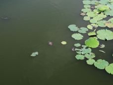 南普陀寺-放生池-厦门-老外6