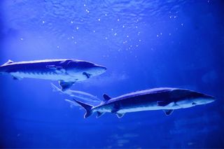 昆明融创海世界长江多样性水生生物科普展启幕,中华鲟、长江鲟首现昆明