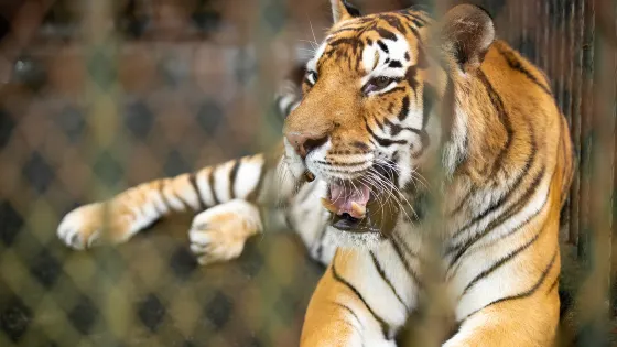 黃山野生動物園
