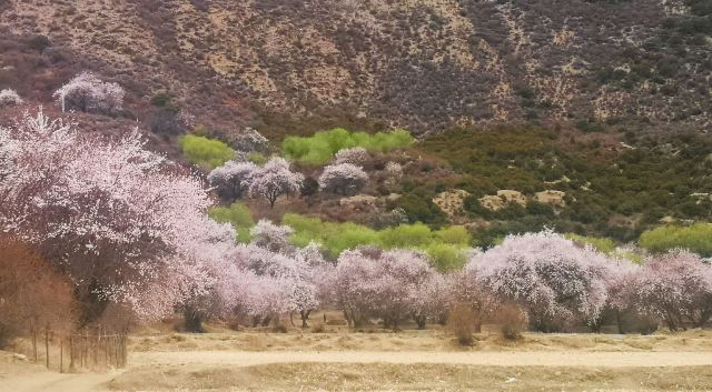 嘎拉桃花源旅行图片 2