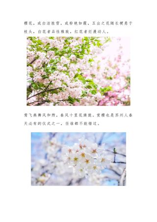 待花开疫散， 邀您来苏州踏青赏花！