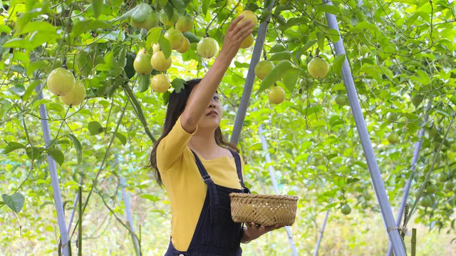 穿上汉服游清远,亲手采摘,品尝美味黄金百香果!