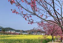 坪盘村油菜花景点图片