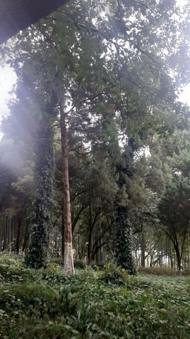江浦公园旅行图片 3