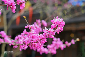 南川区游记图文-春来金佛山放纸鸢尝春味泡温泉享亲子好时光