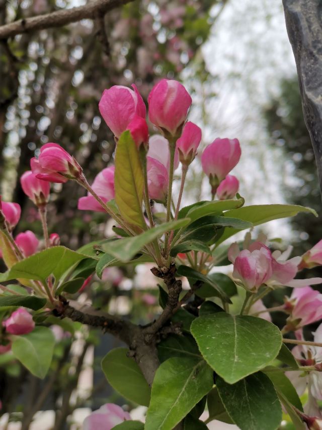 五泉山公园旅行图片 4
