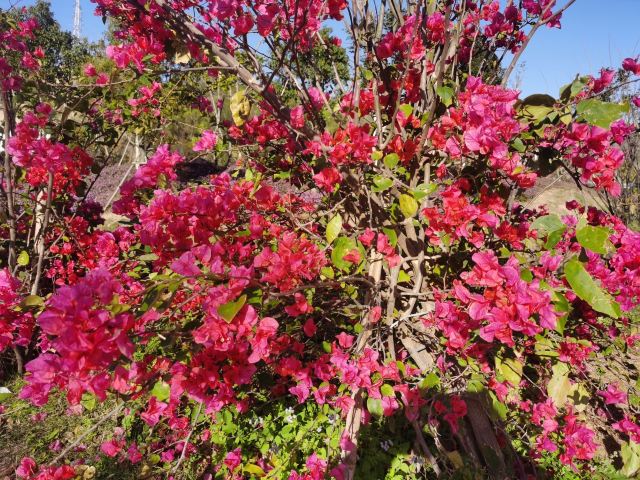 花海谷公园旅行图片 5