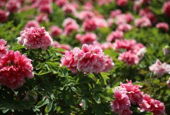 黄河小浪底+龙门石窟一日游【春赏牡丹I夏调沙I包车I上门接】【[上门接送]出发时间您说了算，早晚均可，专属用车无他人】