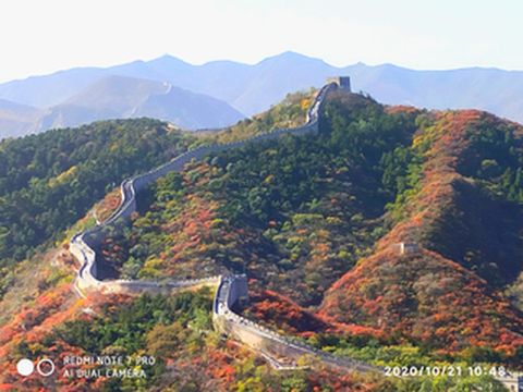 红叶的浪漫与长城的雄浑相融合,感受别样的京城秋色