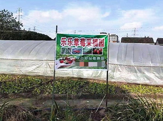提上采摘蓝,穿梭在上海嘉定乐乐草莓采摘园里,感受采摘收获乐趣