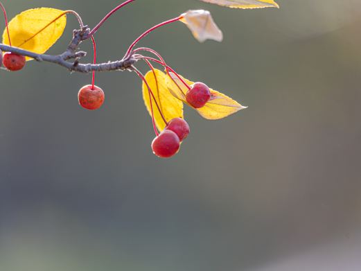 百花公园