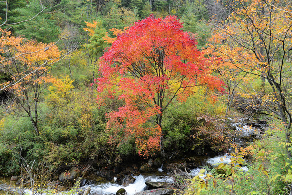 20201018秦岭秋色