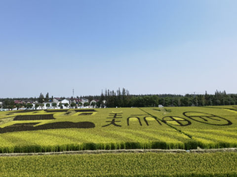 浦东新区合庆镇半日游