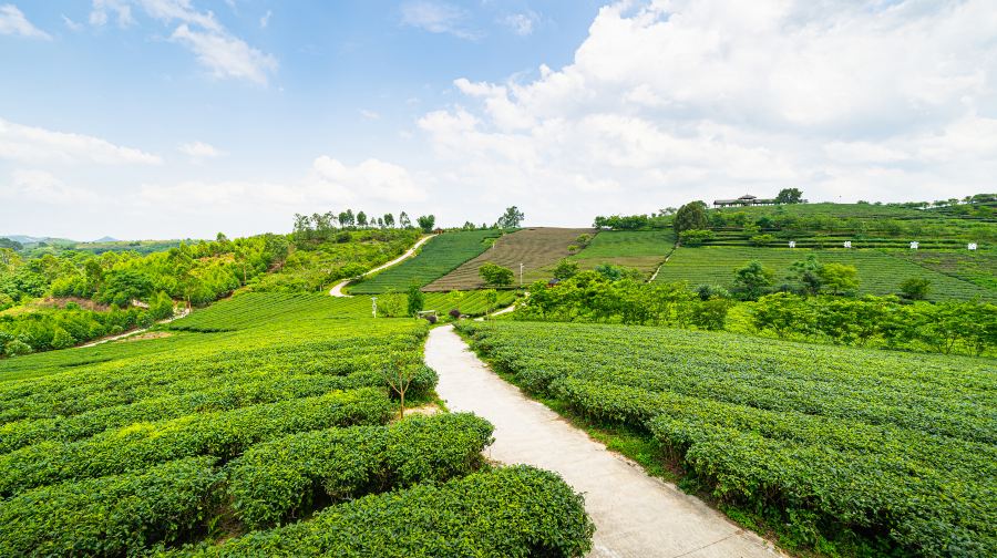 大明山万古茶园