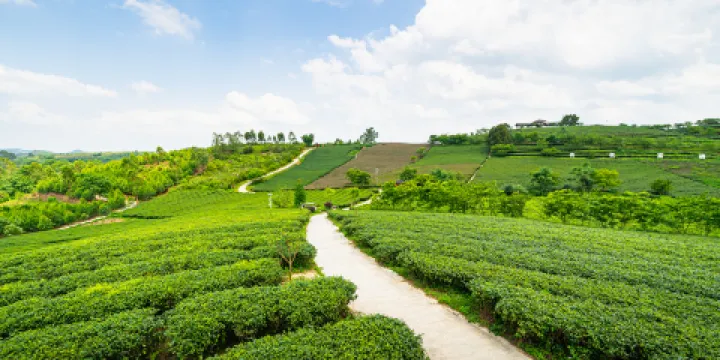 大明山萬古茶園