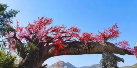 竹林關桃花谷景區