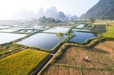 会仙湿地