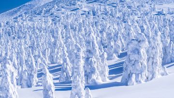 Frost-covered Trees in Zaō Mountains