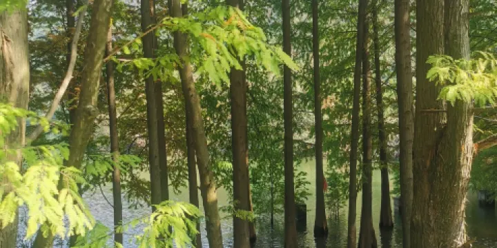 天花井國家森林公園