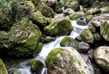 熊猫谷+青城后山一日游【包车出游&三环内免接送&独立出行】【[当地司导]熟悉的当地师傅，沿途讲解人文风景，让您的旅游更惬意！】