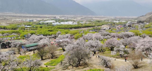 嘎拉桃花源旅行图片 5