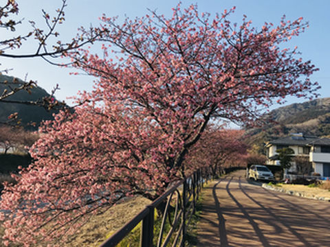 日本(3)东京 | 冬日里的繁花似锦