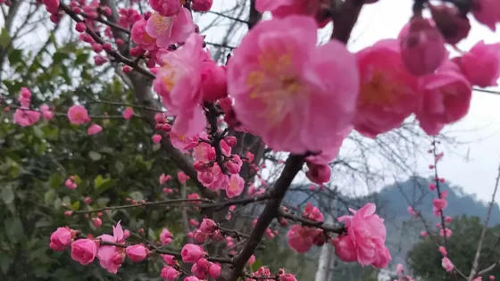 萬花谷景區