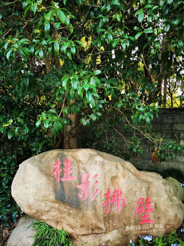 金桥公园旅行图片 5