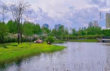 丁香公园-哈尔滨-云间上的猫