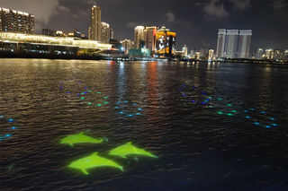 厦门旅游新玩法 120元坐游船鲸鱼伴游