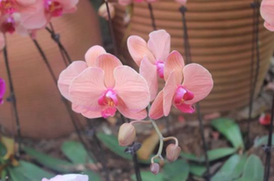 春节游玩记?海南兴隆热带植物园逛一逛