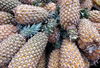 2人起订私家团南极村菠萝的海灯楼塔合水线一日游湛江上门接送【所选城市市区免费上门接送，方便快捷，省时省力（时间可微调）】