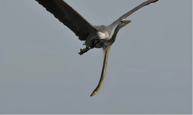 吃货的崇拜:土龙是王子,也是土匪头子!