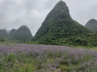 马鞭草，浪漫中透出的温柔