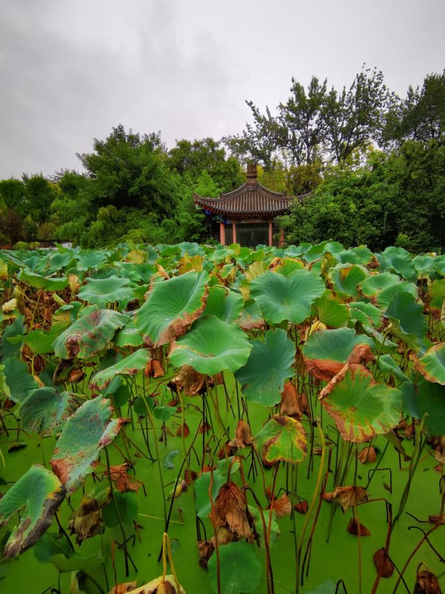 莲湖公园旅行图片 8