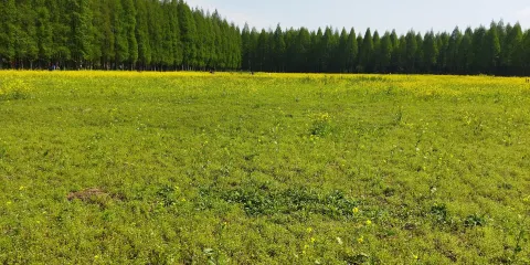 黃天蕩濕地公園