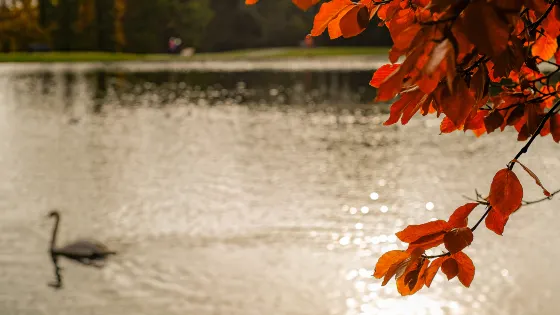 Swanshurst Park