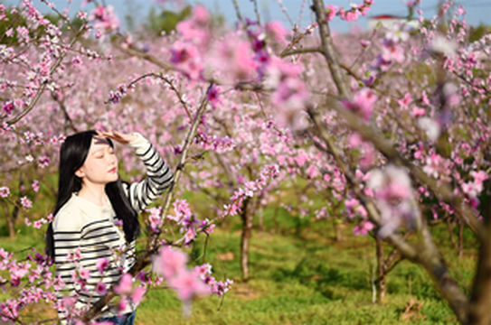 六安桃花绽放,成为春日赏花游人气目的地
