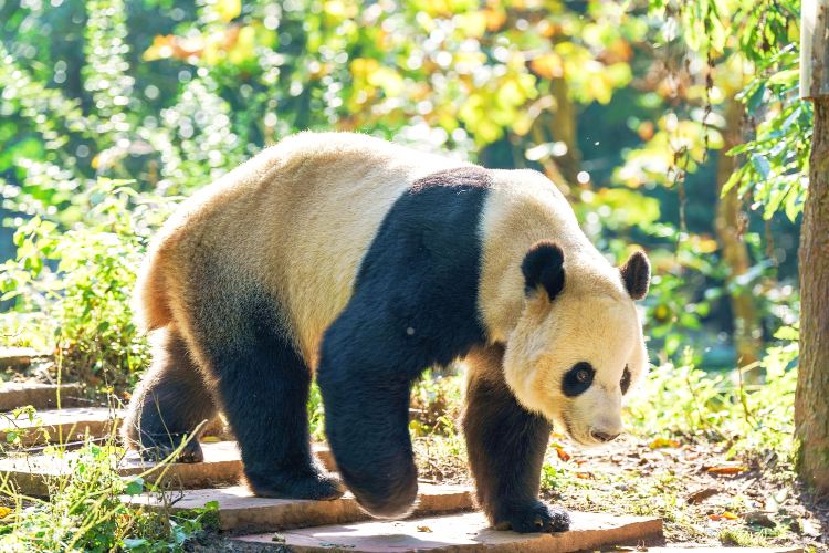 雅安碧峰峡大熊猫基地限定 シャンシャン ブロマイドセット　30枚セット 雅安碧峰峡大熊猫基地限定 シャンシャン ブロマイドセット 30枚セット