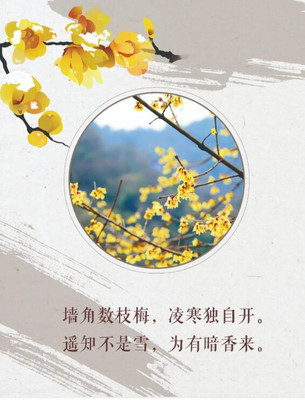 “梅”你不行！梅岭腊梅绽放满园，太阳谷再次美出圈！