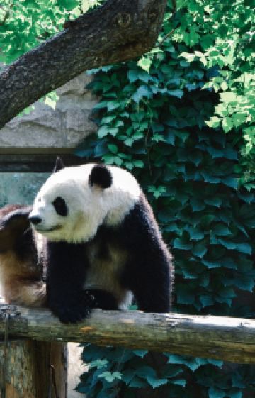 成都+重庆+四姑娘山景区+都江堰景区5日4晚拼小团图片