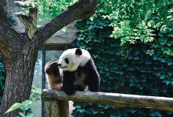 北京大熊猫馆+慕田峪长城一日游【观赏可爱的熊猫，享受古老的长城之旅】