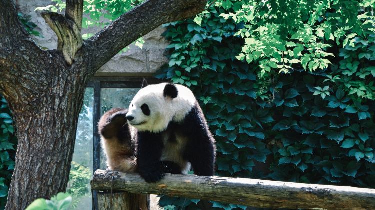 5D4N · Private Tours · Chengdu + Jiuzhaigou + Huanglong + Leshan + Mount Emei