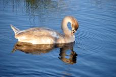 沃尔夫冈湖-圣吉尔根