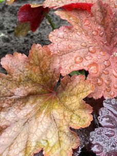 奥塔里植物园-惠灵顿-Lavender and Sun