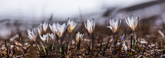 那拉提镇游记图片] 四月的那拉提草原，那第一朵盛放的花儿