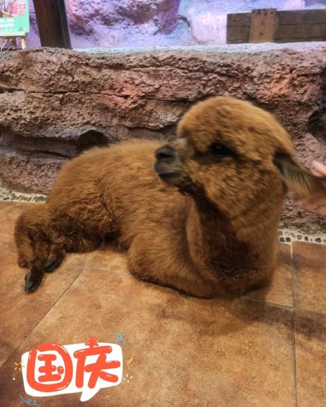 灵客欢乐动物园旅行图片 1