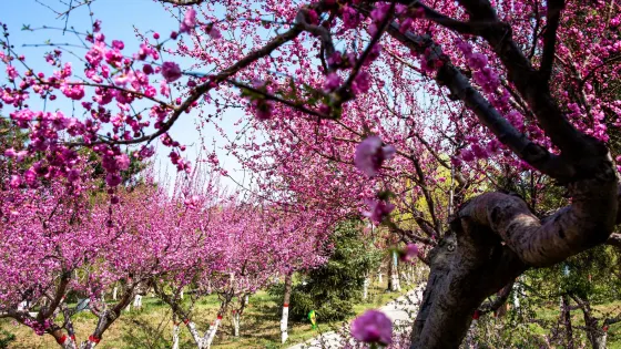 南山公園