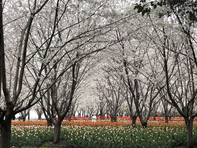琴键春园旅行图片 3
