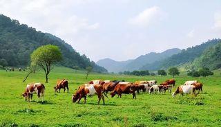 昆明周边露营地盘点：森林草甸、高山牧场、热浪沙滩，不愁没去处
